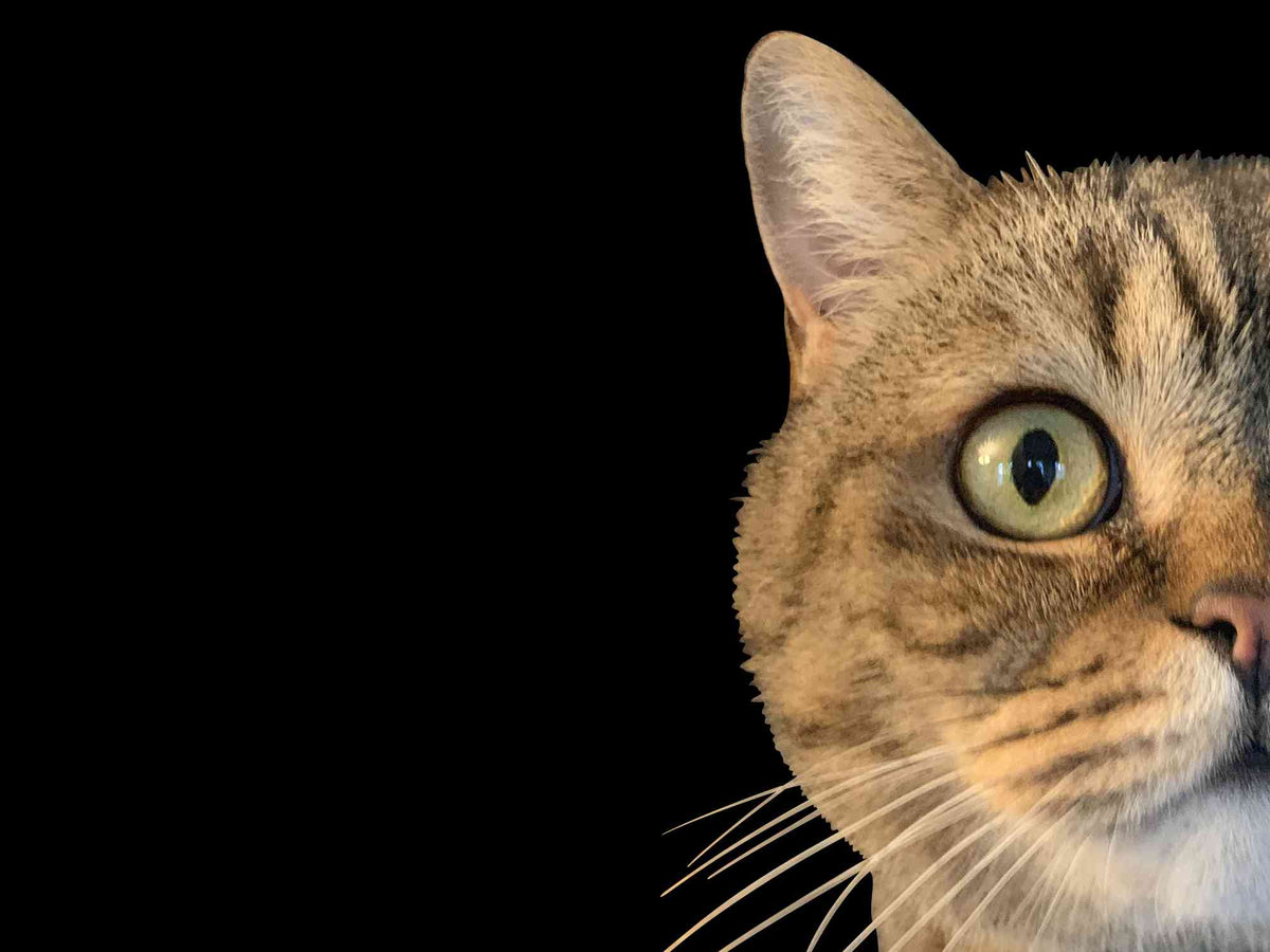 Close-up portrait of a brown tabby cat's face on the right side of the frame, looking toward the camera with green eyes and white whiskers against a solid black background.
