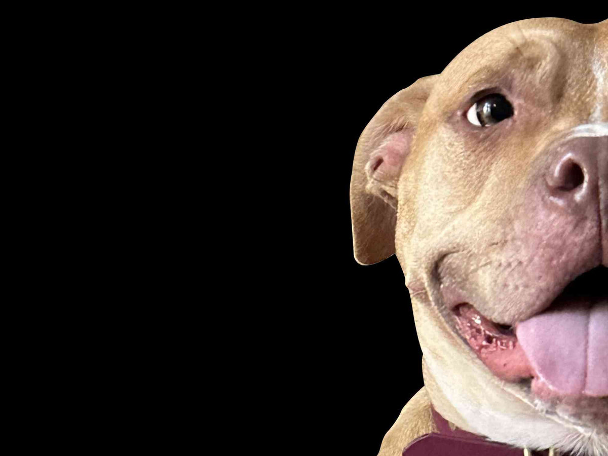 A close-up portrait of a light tan dog's face on the right side of the frame, looking toward the camera with its tongue out against a solid black background.