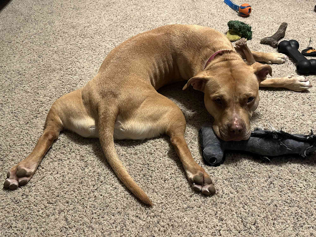 A tan dog lies with its body in a curved shape while splooting on a beige carpeted floor, resting on a black plush toy with other dog toys scattered nearby.