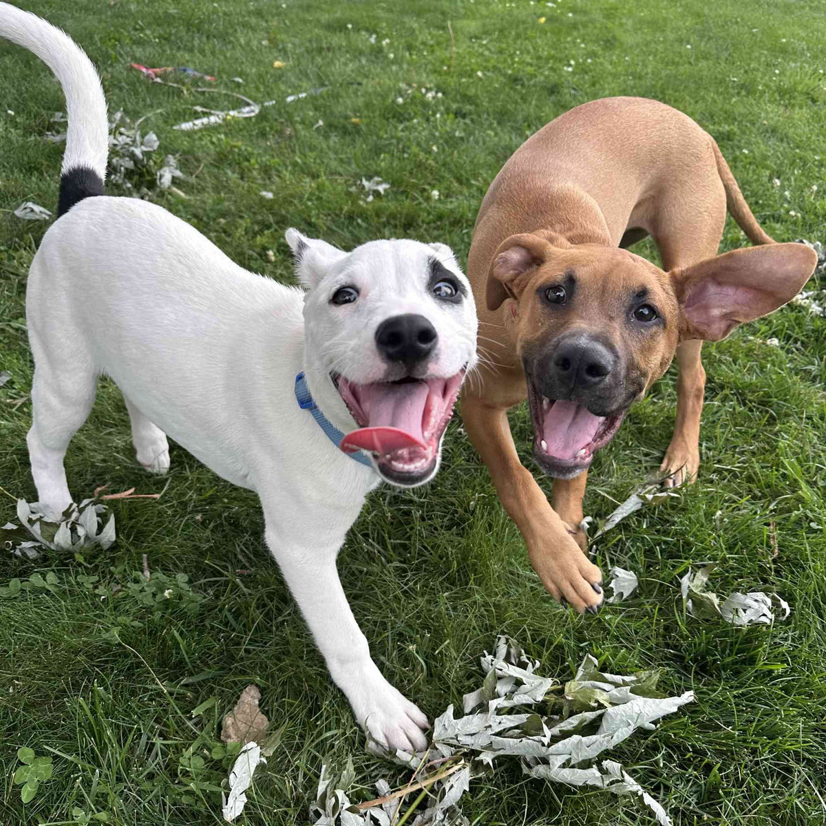 Two happy dogs playing on a grassy lawn, one white with black markings, and one tan with large ears and a black muzzle. Both have their mouth open and are looking toward the camera as they play.