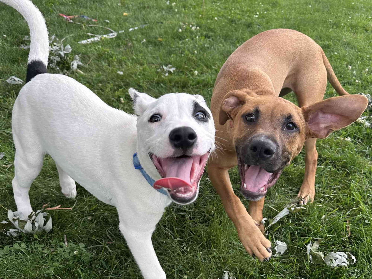 Two happy dogs playing on a grassy lawn, one white with black markings, and one tan with large ears and a black muzzle. Both have their mouth open and are looking toward the camera as they play.