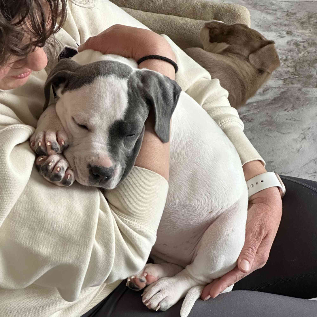 A white and gray puppy sleeping peacefully on a person's lap, who is wearing a cream-colored sweatshirt. Another puppy is visible in the background on a gray floor.