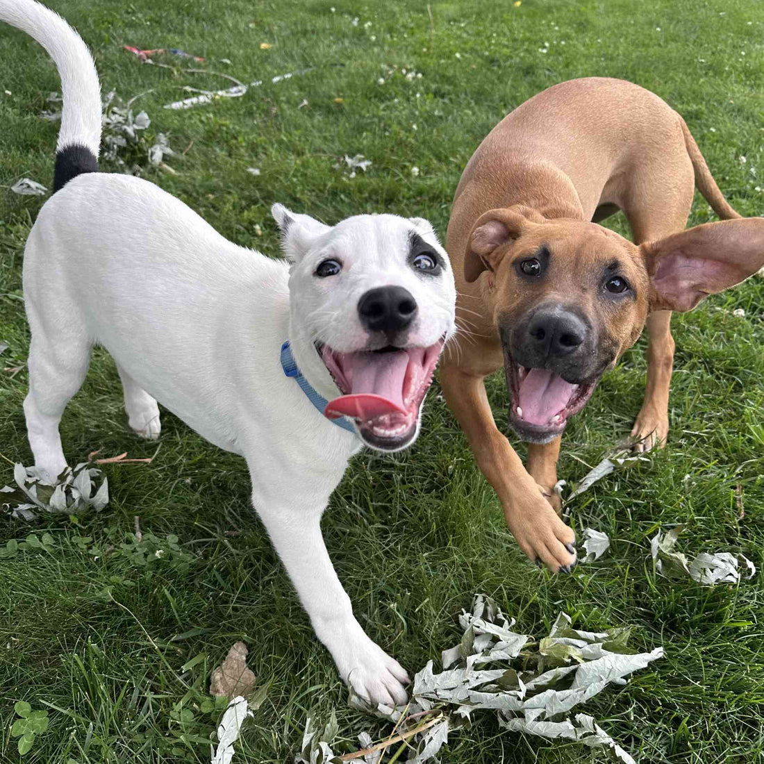 Two happy dogs playing on a grassy lawn, one white with black markings, and one tan with large ears and a black muzzle. Both have their mouth open and are looking toward the camera as they play.