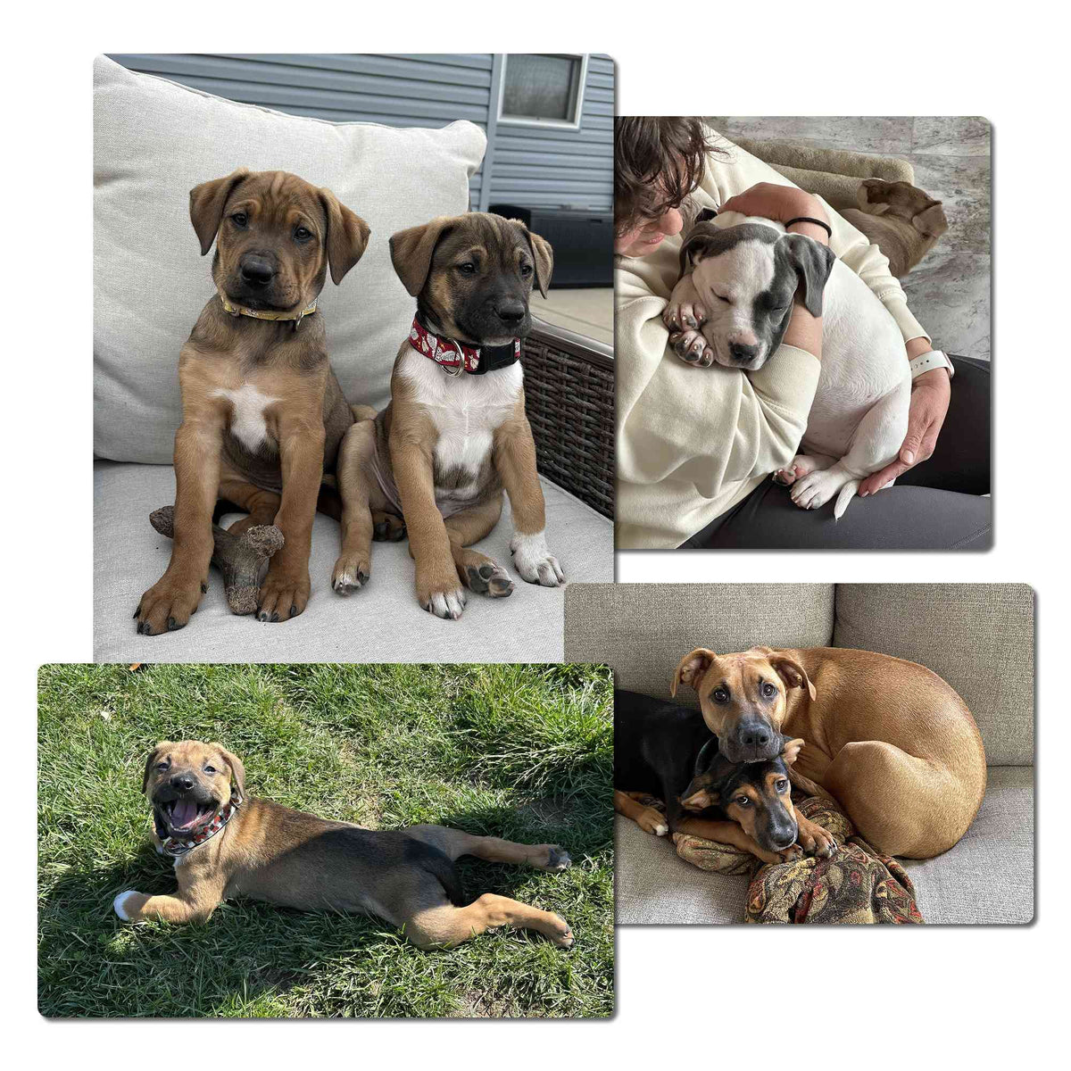 A four-panel collage showing different foster dogs in real-life settings: two brown-and-white puppies sitting on a patio, a woman holding a white and black dog, a smiling tan dog lying on grass outdoors, and two dogs resting together on a couch.