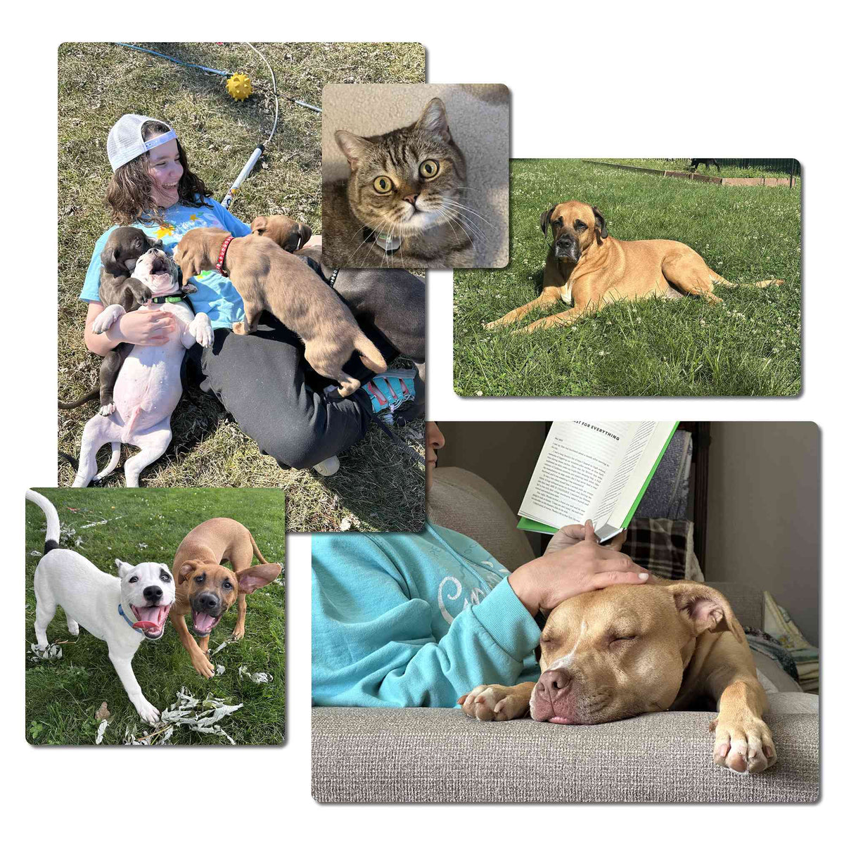 A collage of five photos showing a girl with several puppies, a tabby cat, a large tan dog in the grass, two happy dogs playing outdoors one white and one tan, plus one photo of a tan dog resting on a couch being pet while a book is reads above their head. The images feature multiple breeds and colors, set against grass, indoors, and on a couch.